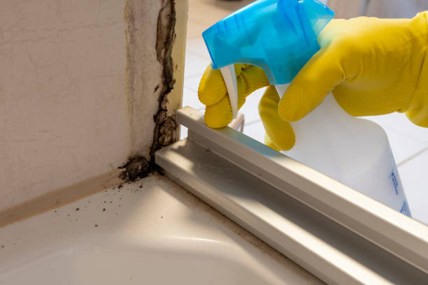 Best Attic Mold Removal  in Conashaugh Lakes, PA
