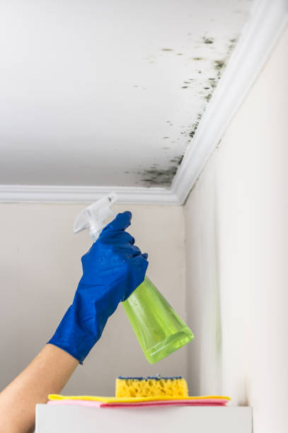 Best Toxic Mold Removal  in Conashaugh Lakes, PA