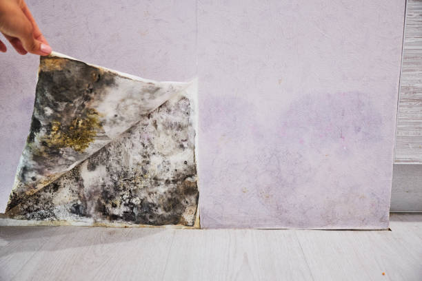 Best Mold Cleaning Services  in Conashaugh Lakes, PA